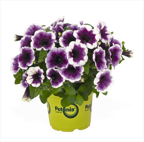 photo of flower to be used as: Basket / Pot Petunia x hybrida RED FOX Potunia Purple Halo