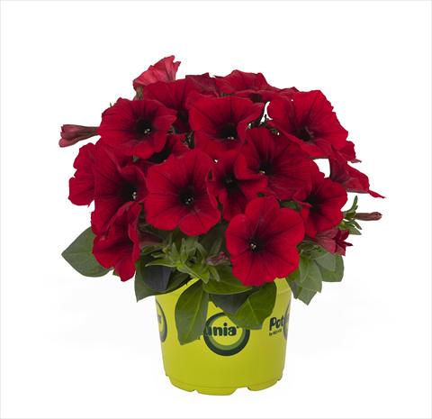 photo of flower to be used as: Basket / Pot Petunia x hybrida RED FOX Potunia Red 2015