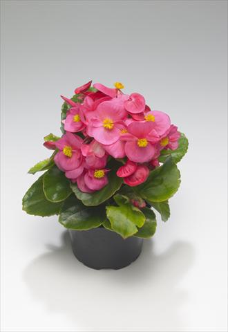 photo of flower to be used as: Bedding / border plant Begonia semperflorens Monza Rose