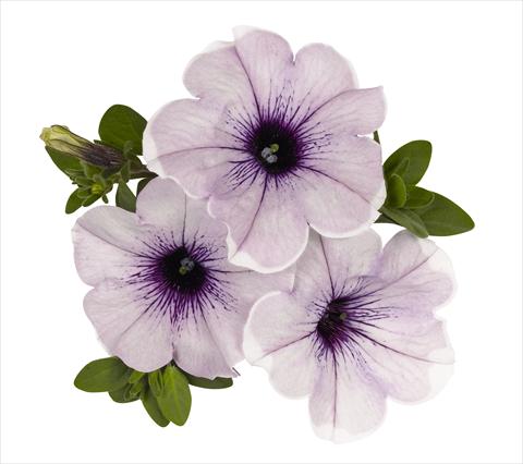 photo of flower to be used as: Basket / Pot Petunia x hybrida RED FOX Surprise Lavender Halo