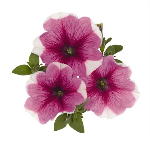 photo of flower to be used as: Basket / Pot Petunia x hybrida RED FOX Surprise Pink Touch