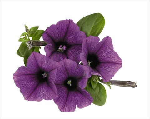 photo of flower to be used as: Basket / Pot Petunia x hybrida RED FOX Surprise Purple Sky