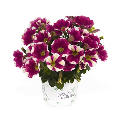 photo of flower to be used as: Basket / Pot Petunia x hybrida RED FOX Sweetunia Hot Pink Touch