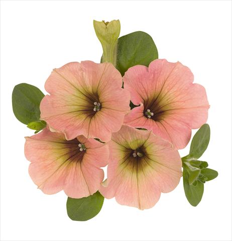 photo of flower to be used as: Basket / Pot Petunia x hybrida RED FOX Sweetunia Peach