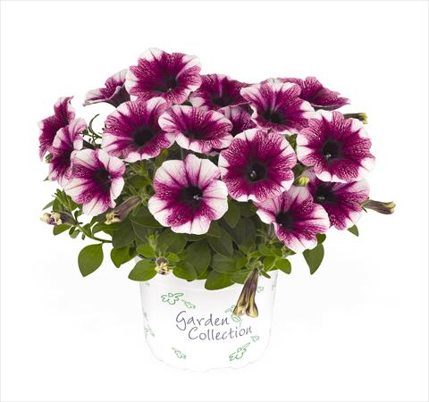 photo of flower to be used as: Basket / Pot Petunia x hybrida RED FOX Sweetunia Purple Touch