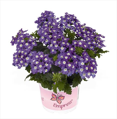 photo of flower to be used as: Pot Verbena hybrida RED FOX Empress Flair Purple Charme