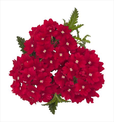 photo of flower to be used as: Pot Verbena hybrida RED FOX Empress Red