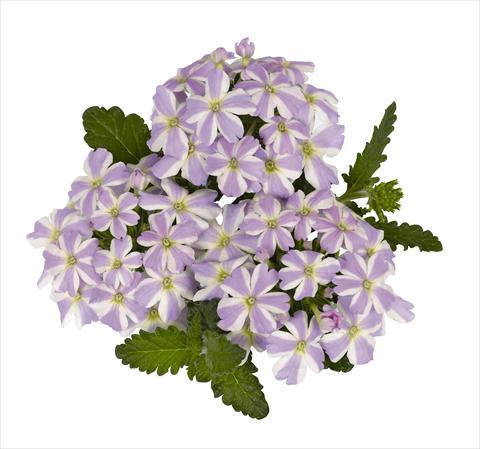 photo of flower to be used as: Pot Verbena hybrida RED FOX Voodoo Lavender Star