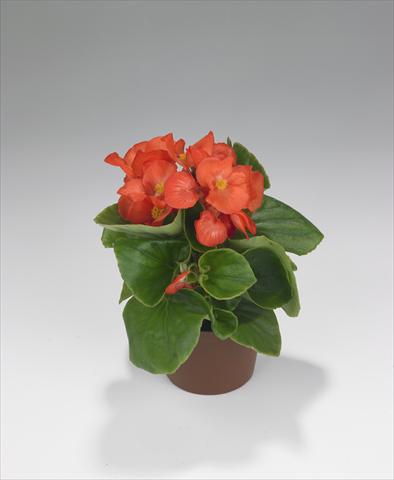 photo of flower to be used as: Bedding / border plant Begonia semperflorens Monza Salmon Orange