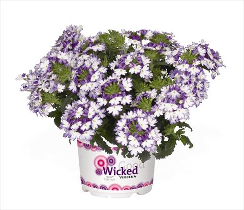 photo of flower to be used as: Pot Verbena hybrida RED FOX Wicked Cool Blue