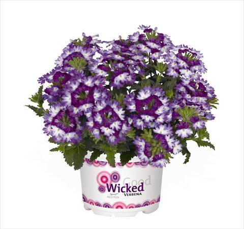 photo of flower to be used as: Pot Verbena hybrida RED FOX Wicked Great Grape