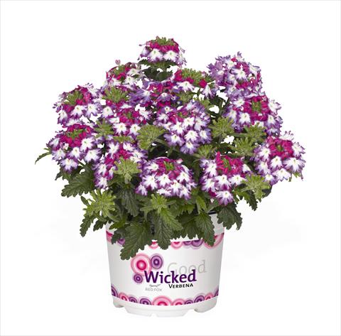 photo of flower to be used as: Pot Verbena hybrida RED FOX Wicked Mad Magenta