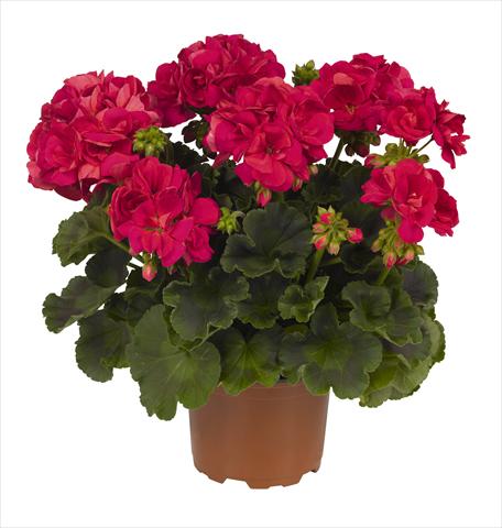 photo of flower to be used as: Pot Pelargonium zonale RED FOX  Big Ezee Neon