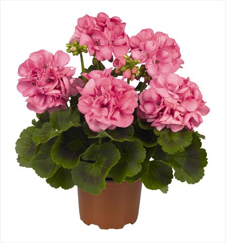 photo of flower to be used as: Pot Pelargonium zonale RED FOX Big Ezee Pink