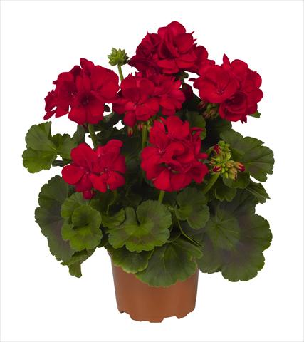 photo of flower to be used as: Pot Pelargonium zonale RED FOX Big Ezee Red