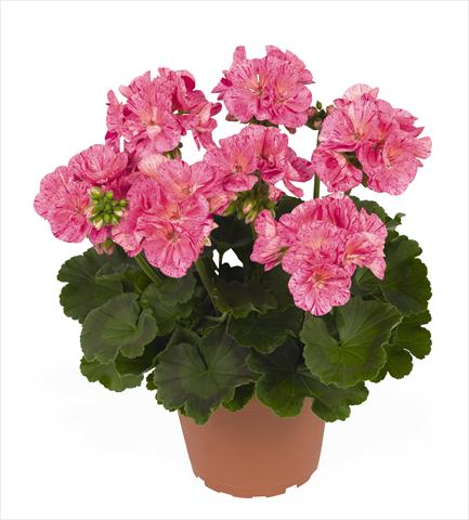 photo of flower to be used as: Pot Pelargonium zonale RED FOX Survivor Pink Batik