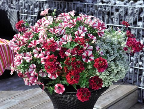 photo of flower to be used as: Basket / Pot 3 Combo Confetti Garden Glossy Cherry