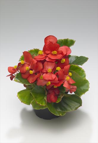 photo of flower to be used as: Bedding / border plant Begonia semperflorens Monza Scarlet