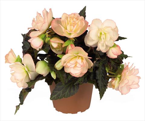 photo of flower to be used as: Basket / Pot Begonia Unbelievable Miss Montreal