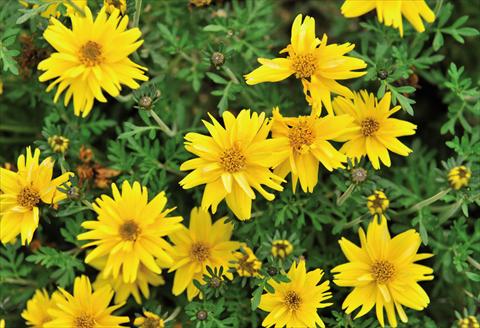 photo of flower to be used as: Pot and bedding Bidens ferulifolia Rapid Double Yellow