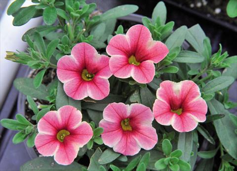 photo of flower to be used as: Basket / Pot Calibrachoa Volcano Pink