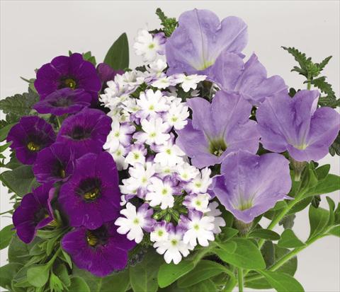 photo of flower to be used as: Basket / Pot 3 Combo Confetti Garden Shocking Blue