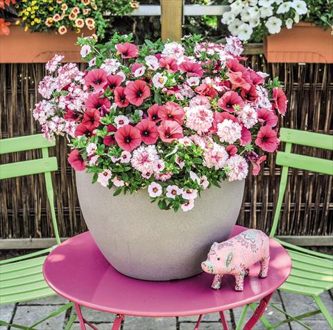photo of flower to be used as: Basket / Pot 3 Combo Confetti Garden Shocking Pink