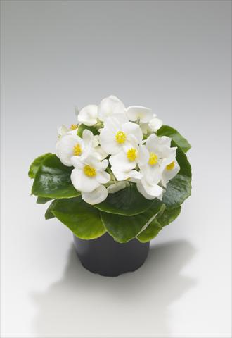 photo of flower to be used as: Bedding / border plant Begonia semperflorens Monza White