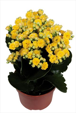 photo of flower to be used as: Pot Kalanchoe Calandiva Bleeth