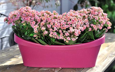 photo of flower to be used as: Pot Kalanchoe Calandiva Cadillac Pink
