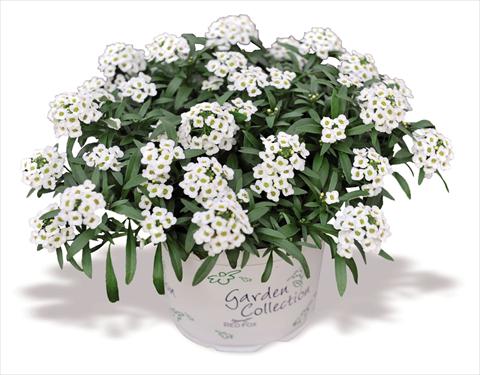 photo of flower to be used as: Pot Lobularia maritima Yolo White