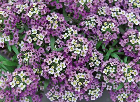 photo of flower to be used as: Pot Lobularia maritima Yolo Lavender