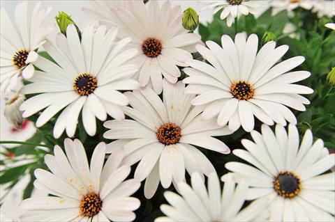 photo of flower to be used as: Pot Osteospermum Margarita Supreme White