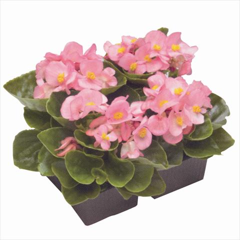 photo of flower to be used as: Bedding / border plant Begonia semperflorens Royal Coral