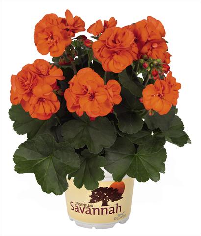 photo of flower to be used as: Pot Pelargonium zonale Savannah Oh so Orange