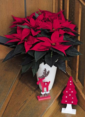 photo of flower to be used as: Pot Poinsettia - Euphorbia pulcherrima Matinee Bright Red