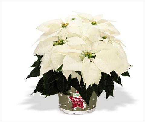 photo of flower to be used as: Pot Poinsettia - Euphorbia pulcherrima Glace Early