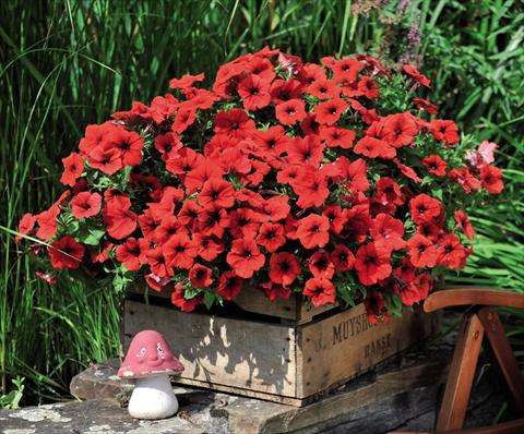 photo of flower to be used as: Basket / Pot Petunia hybrida Potunia Dark Red 2015
