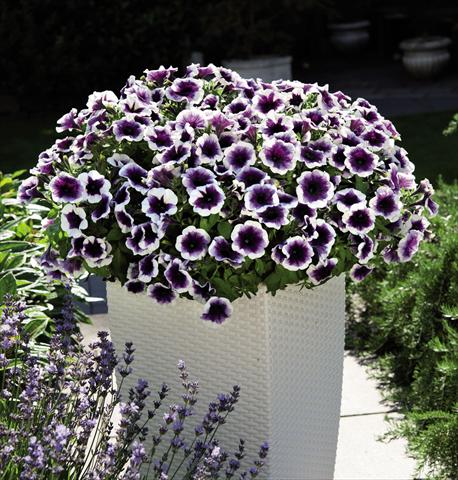 photo of flower to be used as: Basket / Pot Petunia hybrida Potunia Purple Halo