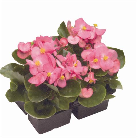 photo of flower to be used as: Bedding / border plant Begonia semperflorens Royal Rose