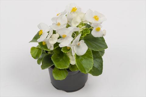 photo of flower to be used as: Pot and bedding Begonia semperflorens Alfa White