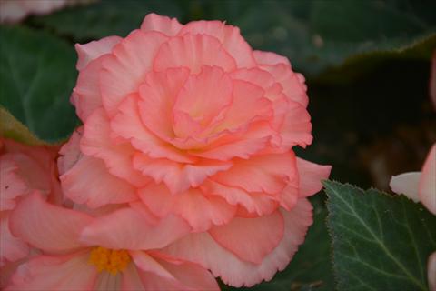 photo of flower to be used as: Pot and bedding Begonia tuberhybrida Fortune Salmon Bicolour