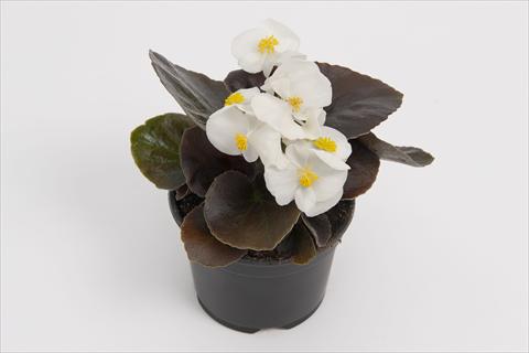 photo of flower to be used as: Pot and bedding Begonia semperflorens Senator White Improved
