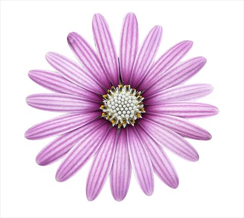 photo of flower to be used as: Pot and bedding Osteospermum ecklonis Cape Daisy Eye Catcher Purple