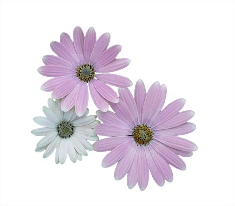 photo of flower to be used as: Pot and bedding Osteospermum ecklonis Cape Daisy Softly Pink