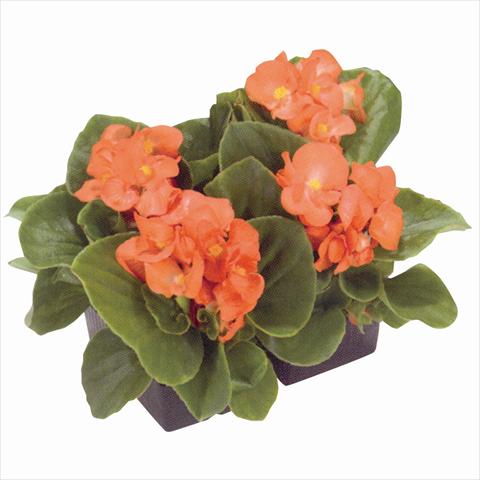 photo of flower to be used as: Bedding / border plant Begonia semperflorens Royal Salmon Orange
