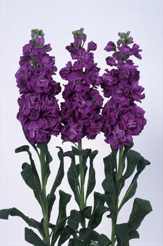 photo of flower to be used as: Pot and bedding Matthiola incana Iron Purple