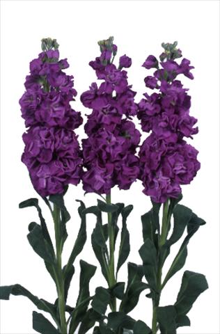 photo of flower to be used as: Pot and bedding Matthiola incana Iron Purple