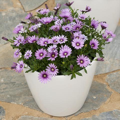 photo of flower to be used as: Pot and bedding Osteospermum ecklonis Cape Daisy Eye Catcher Purple