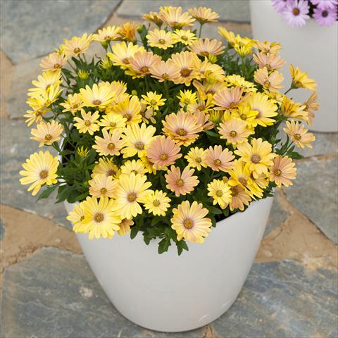 photo of flower to be used as: Pot and bedding Osteospermum ecklonis Cape Daisy Magic Sunrise